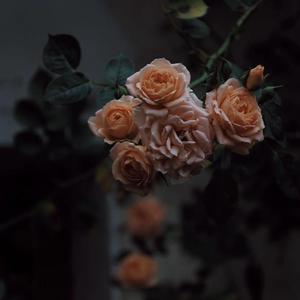 外国舔老女人阴道
